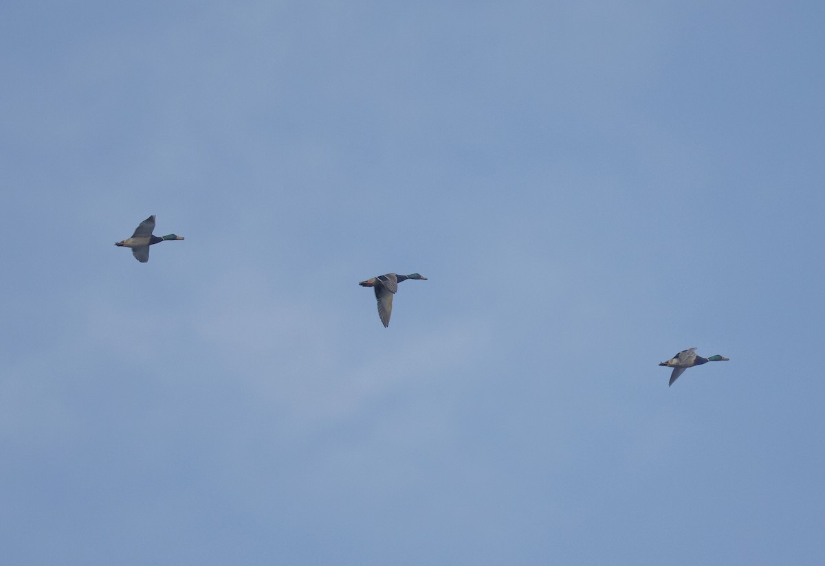 Mallard - ML646110673