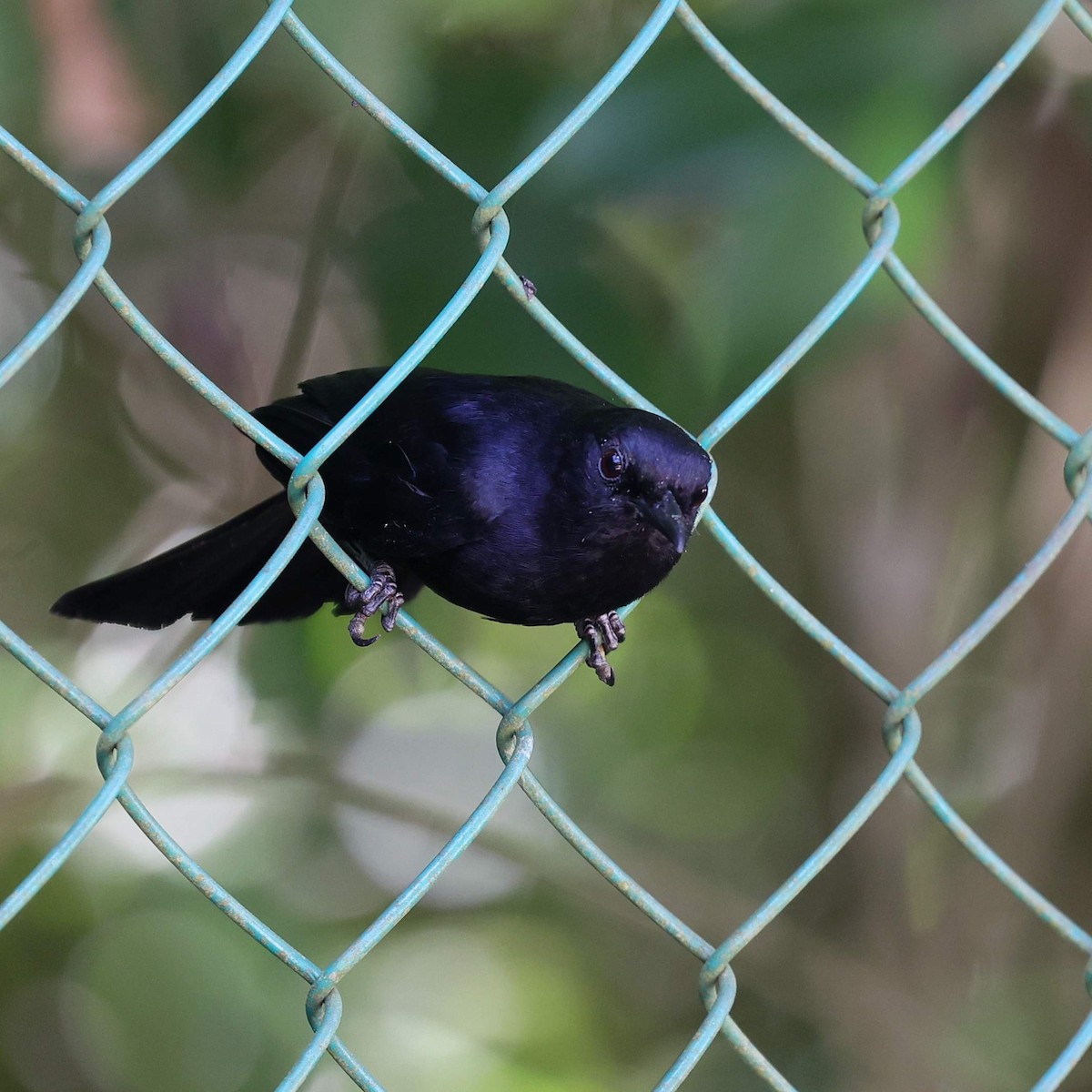 クロネコマネドリ - ML646110674