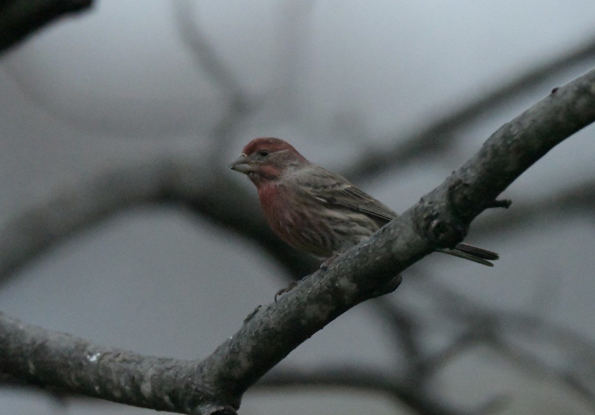 メキシコマシコ - ML646110675