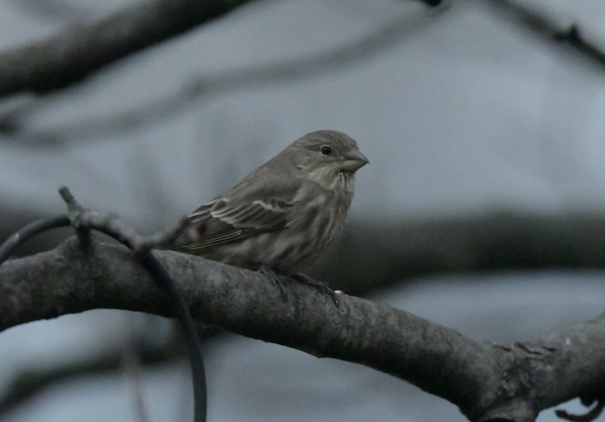 メキシコマシコ - ML646110676