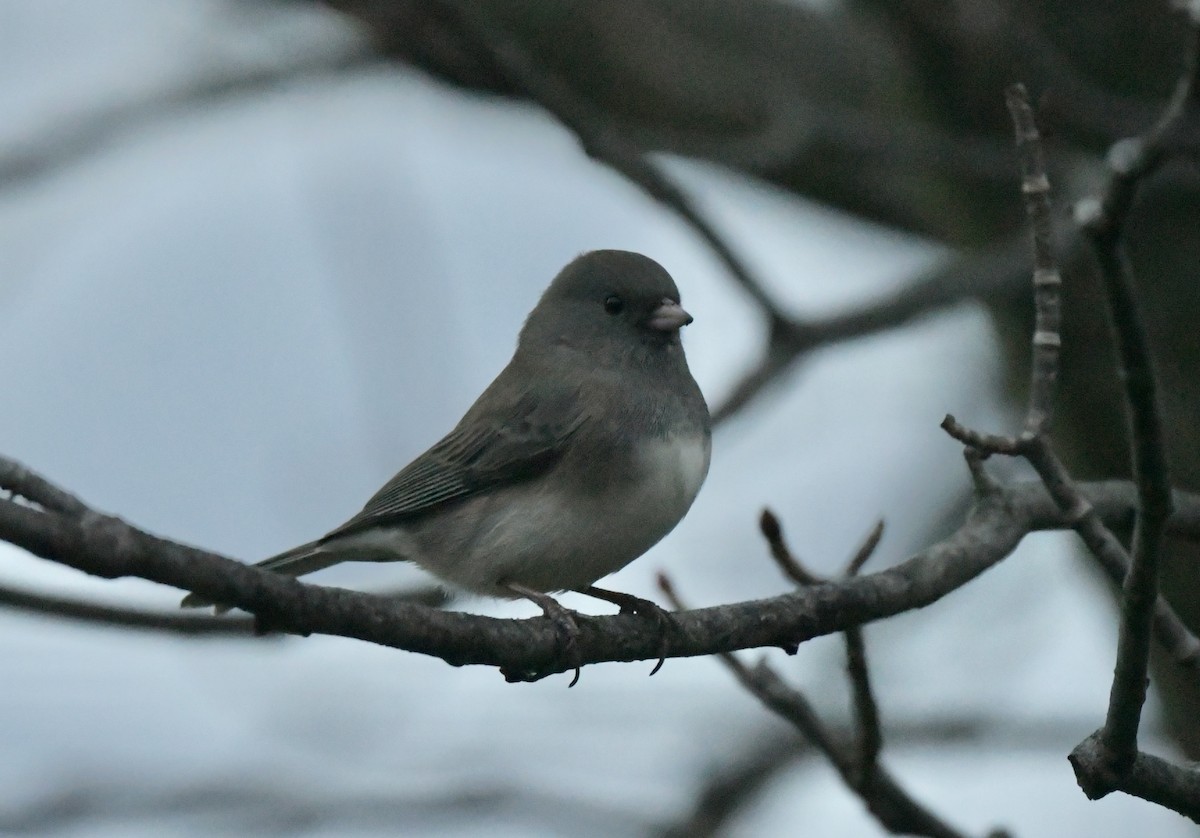 ユキヒメドリ - ML646110681