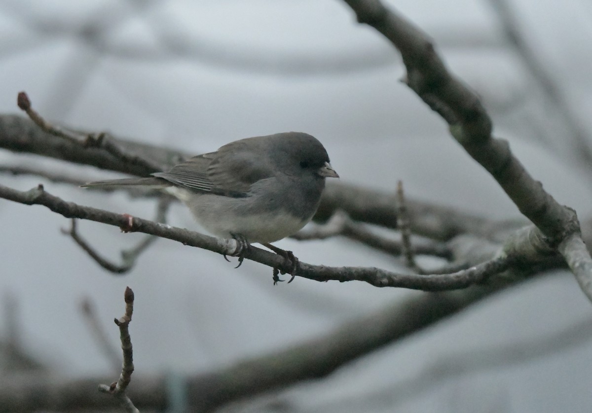 ユキヒメドリ - ML646110683