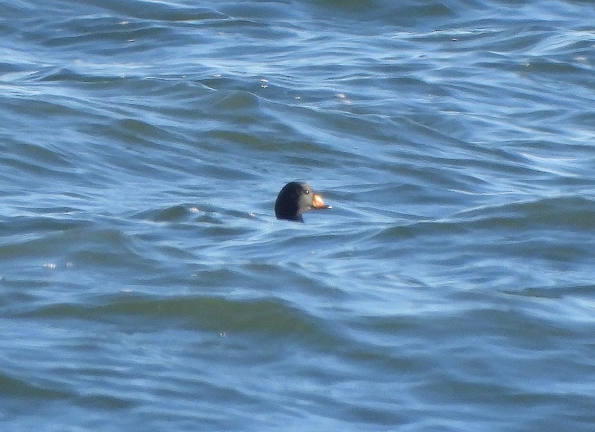 Black Scoter - ML646110686