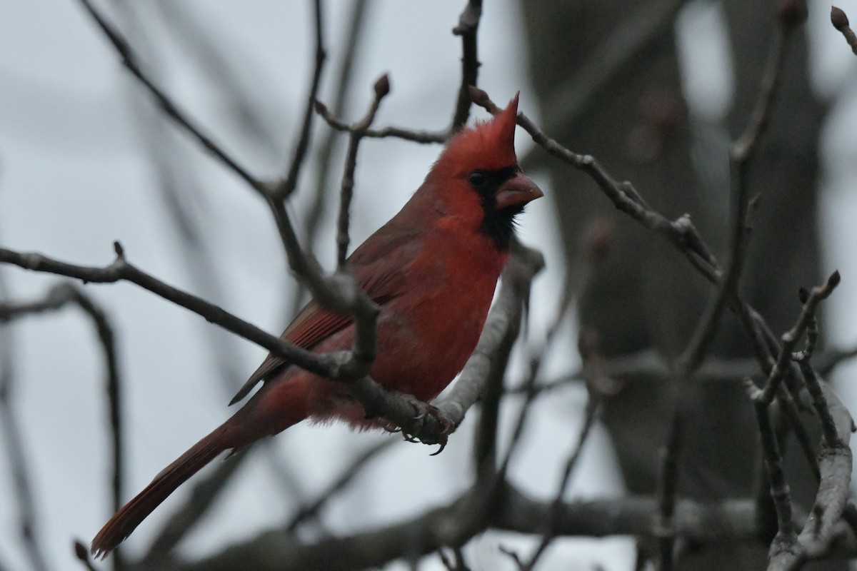 ショウジョウコウカンチョウ - ML646110687