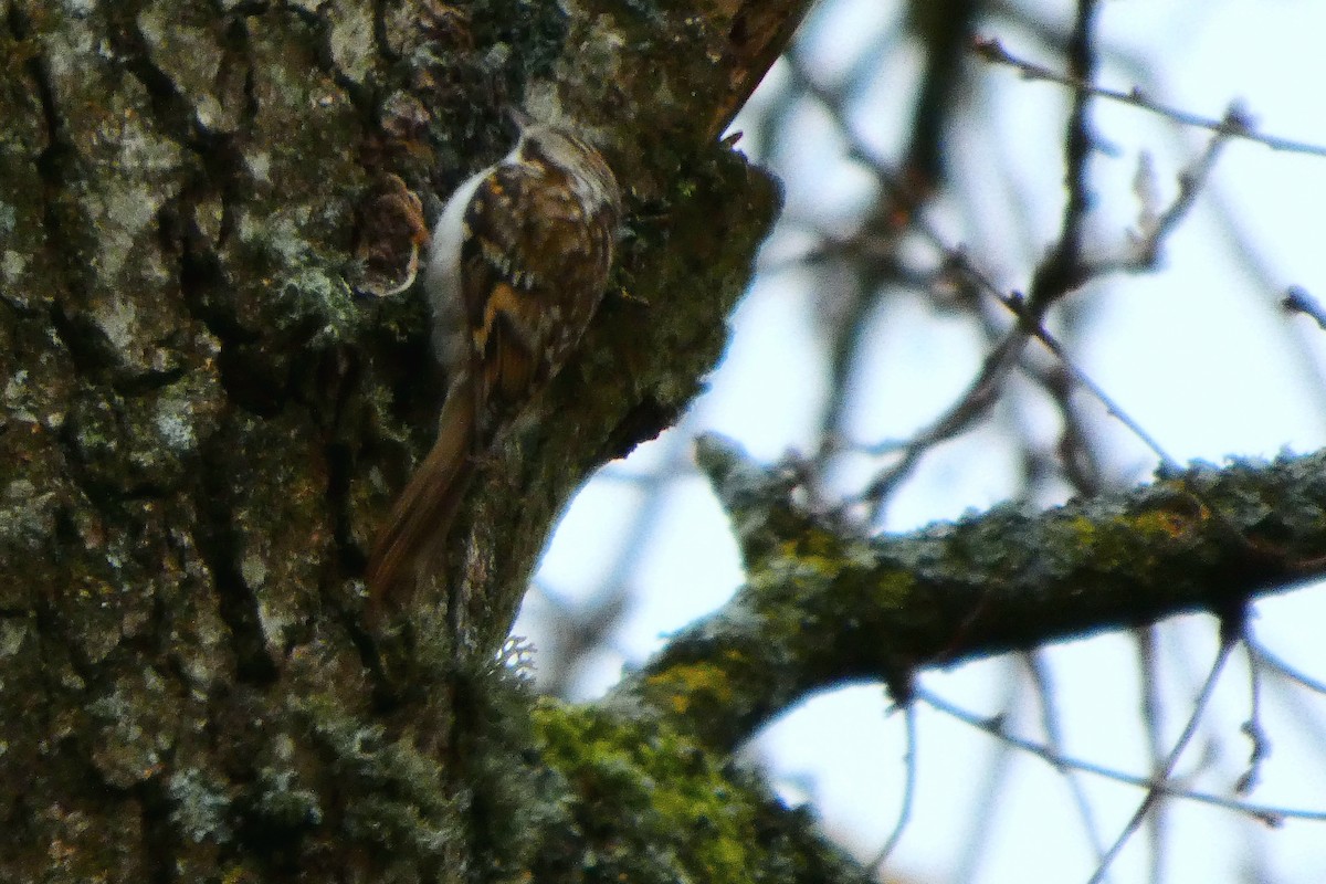 キバシリ／タンシキバシリ - ML646110688