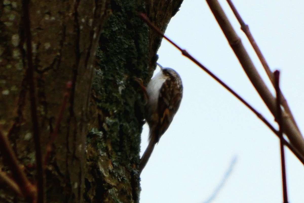 キバシリ／タンシキバシリ - ML646110689