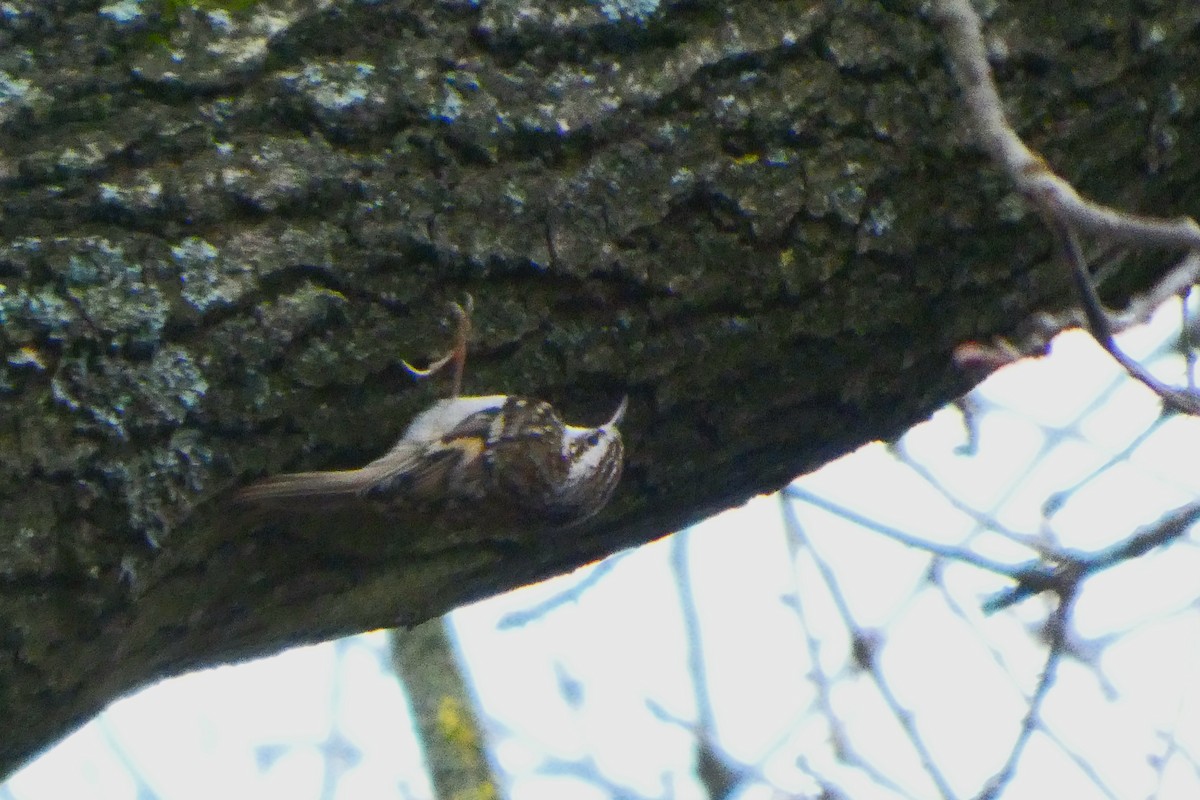 キバシリ／タンシキバシリ - ML646110690