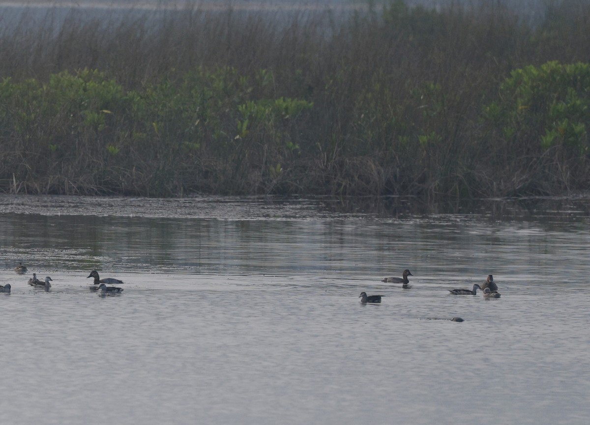 Common Pochard - ML646110691