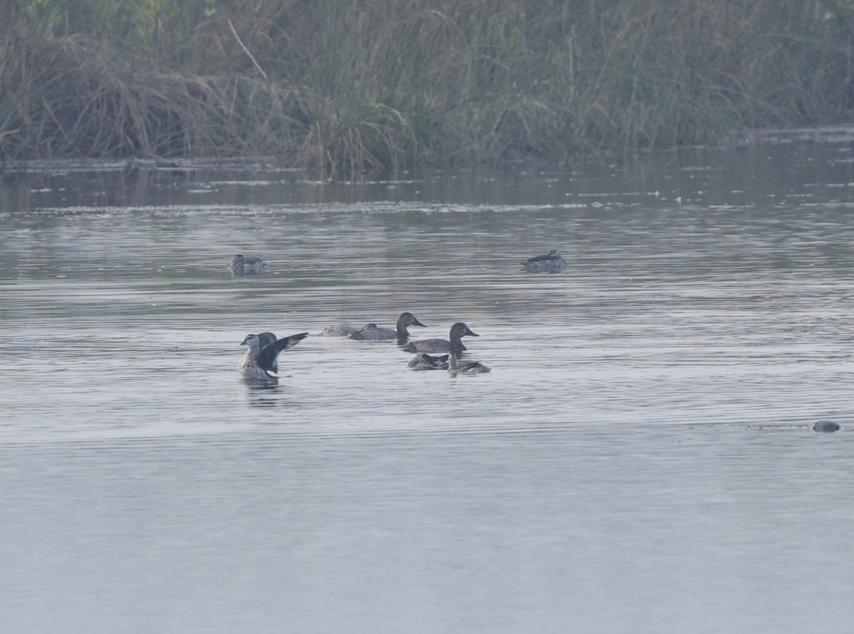 Common Pochard - ML646110692