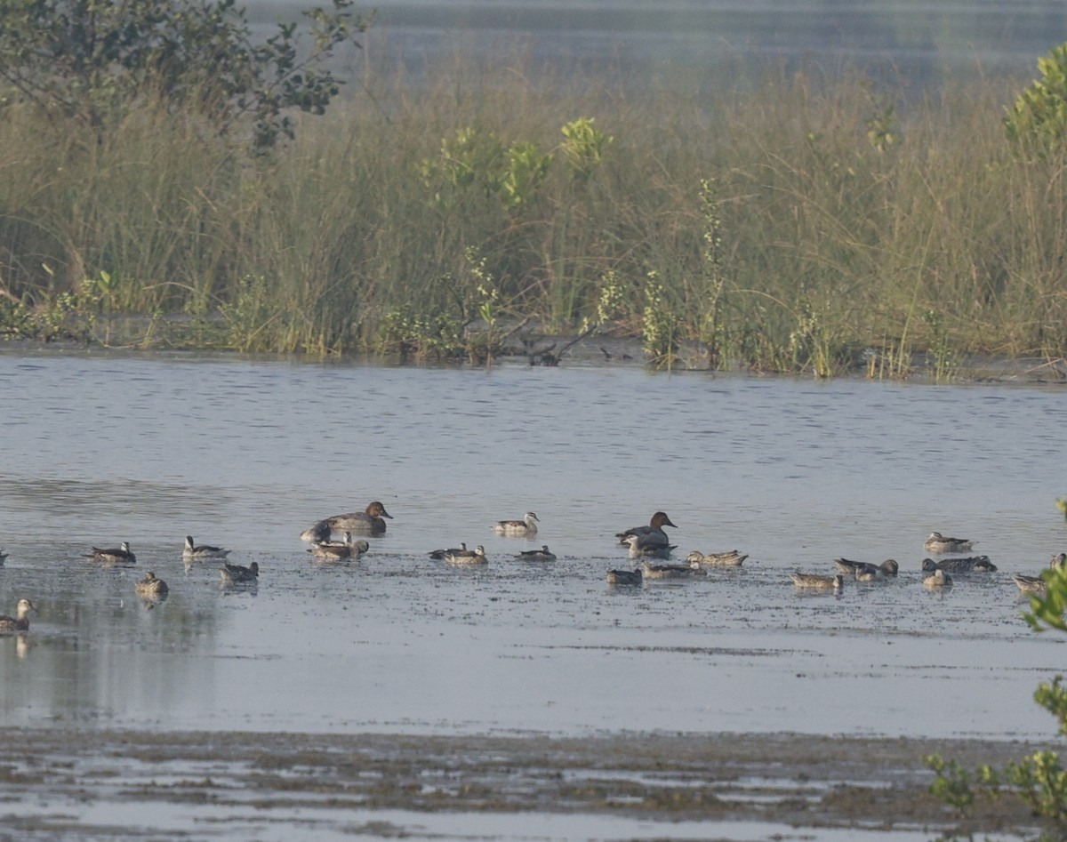 Common Pochard - ML646110693