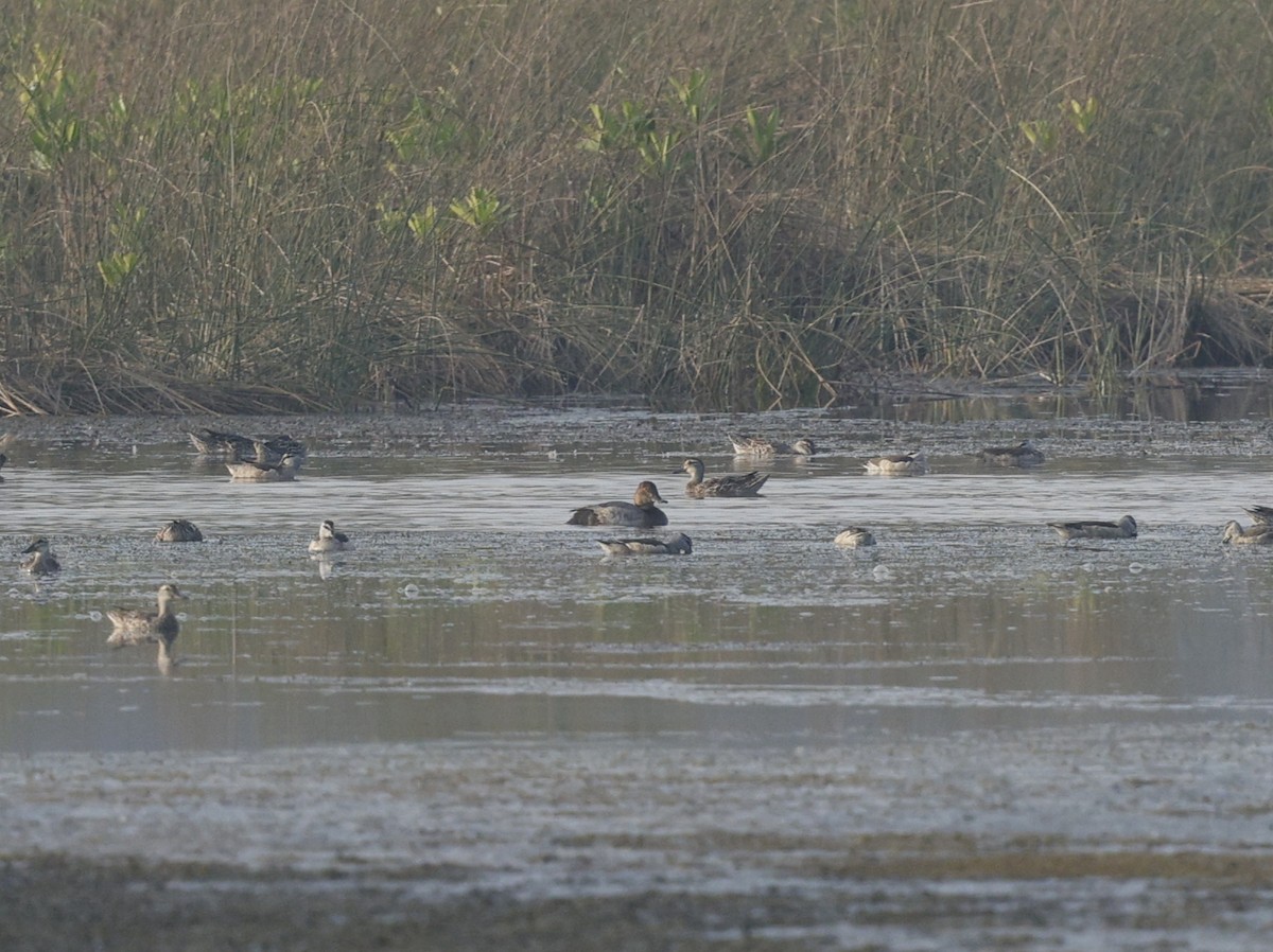 Common Pochard - ML646110694