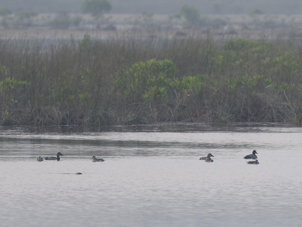 Common Pochard - ML646110695