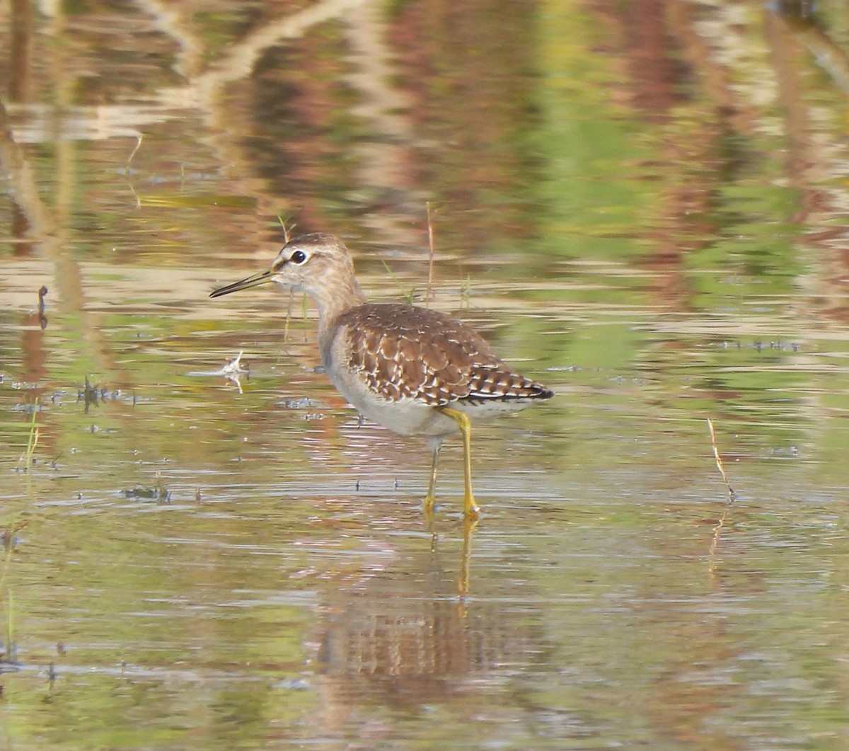 タカブシギ - ML646110696
