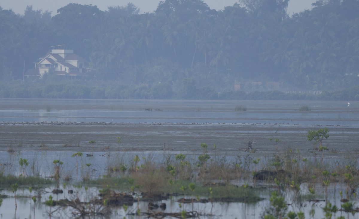 duck sp. - ML646110702