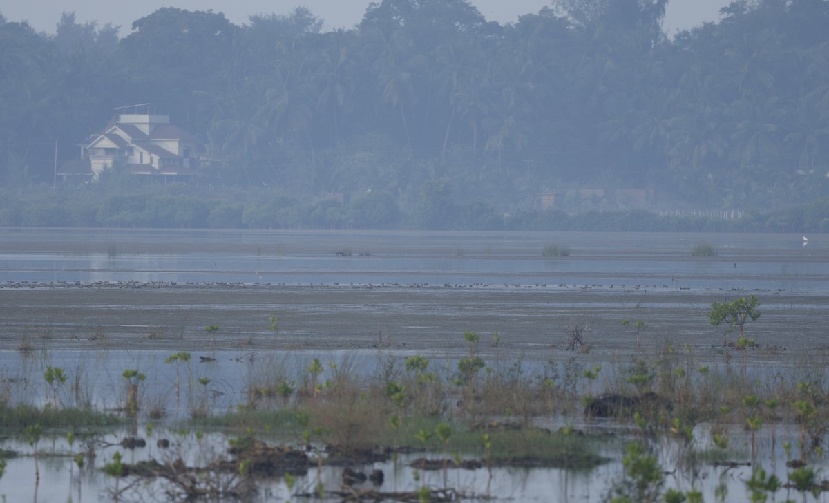 duck sp. - ML646110703