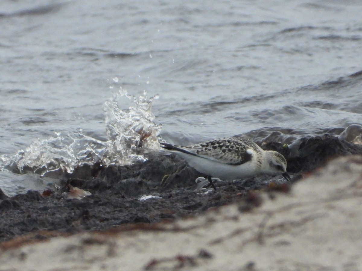 ミユビシギ - ML646110704