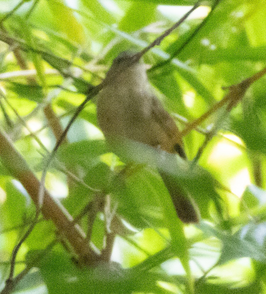 ハイガシラチメドリ - ML646110705