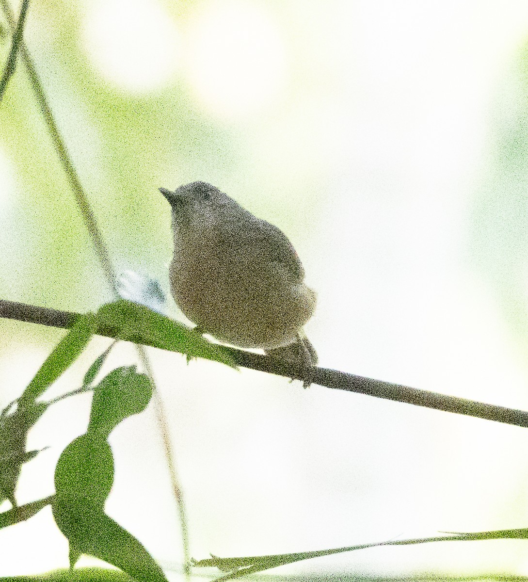 ハイガシラチメドリ - ML646110706