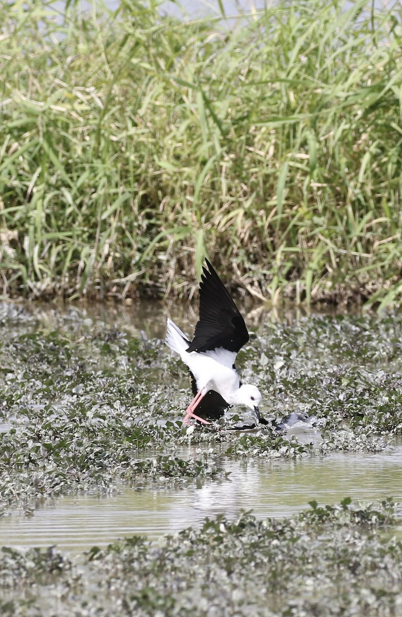 セイタカシギ - ML646110707