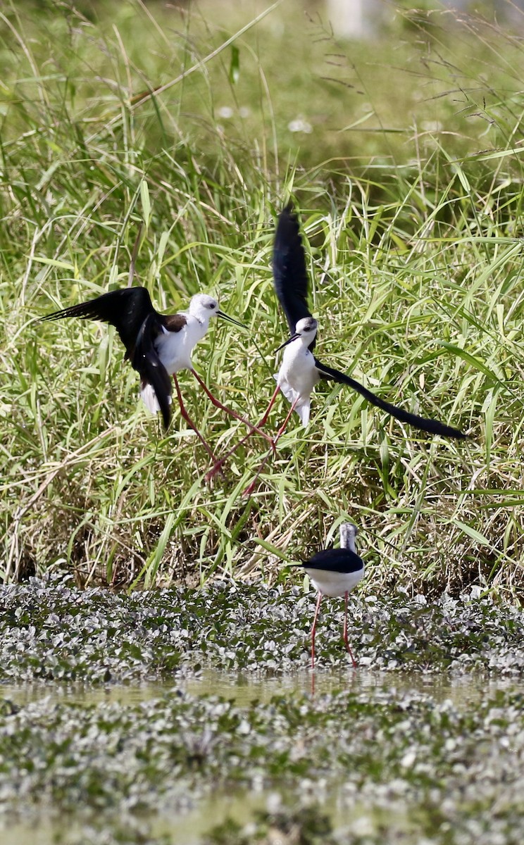 セイタカシギ - ML646110708