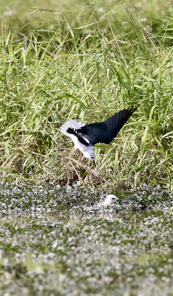 セイタカシギ - ML646110709