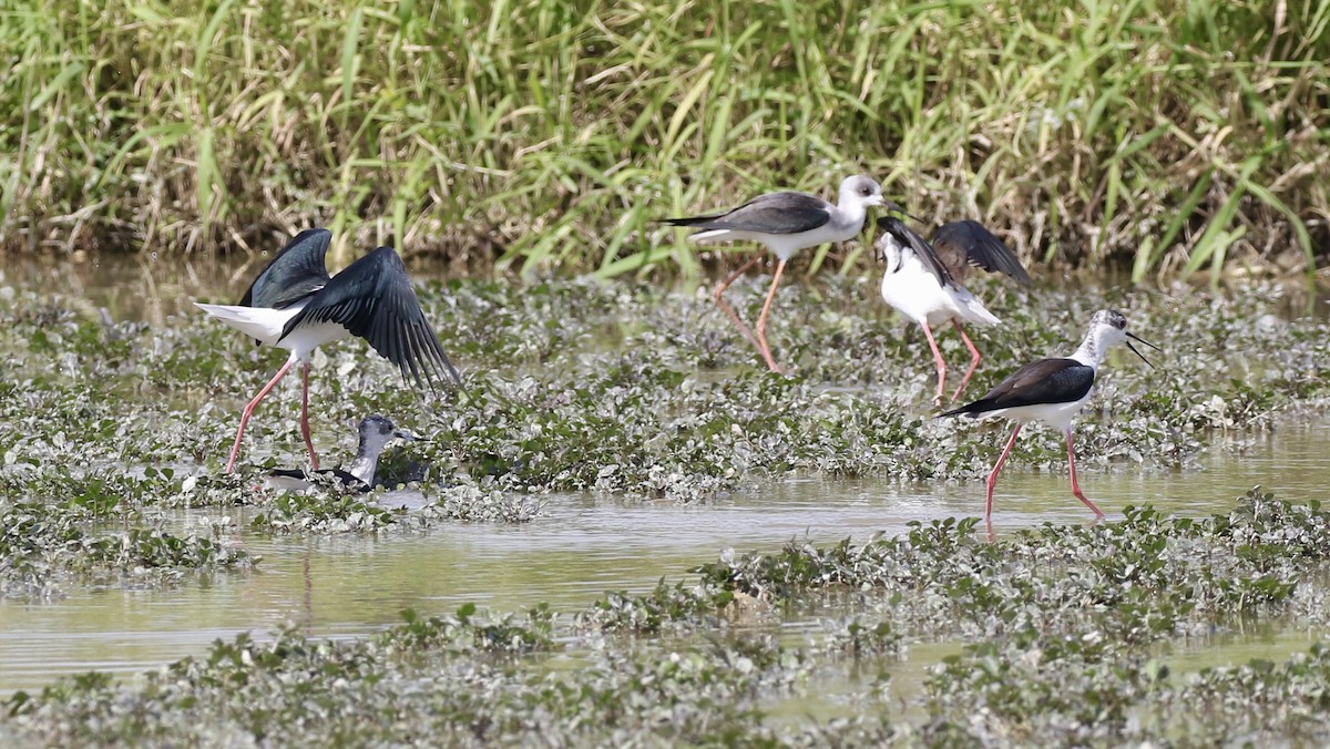 高蹺鴴 - ML646110710