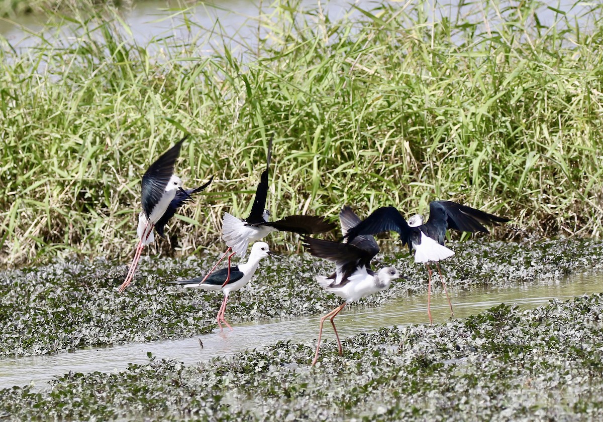 セイタカシギ - ML646110711