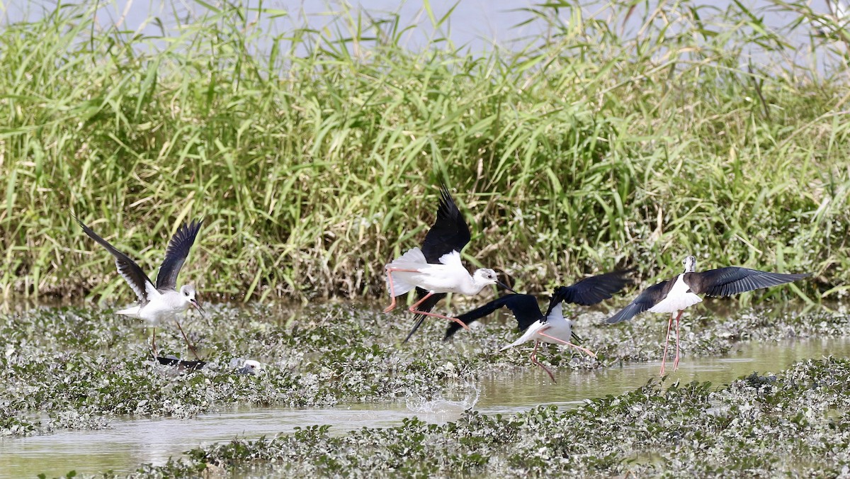 高蹺鴴 - ML646110712