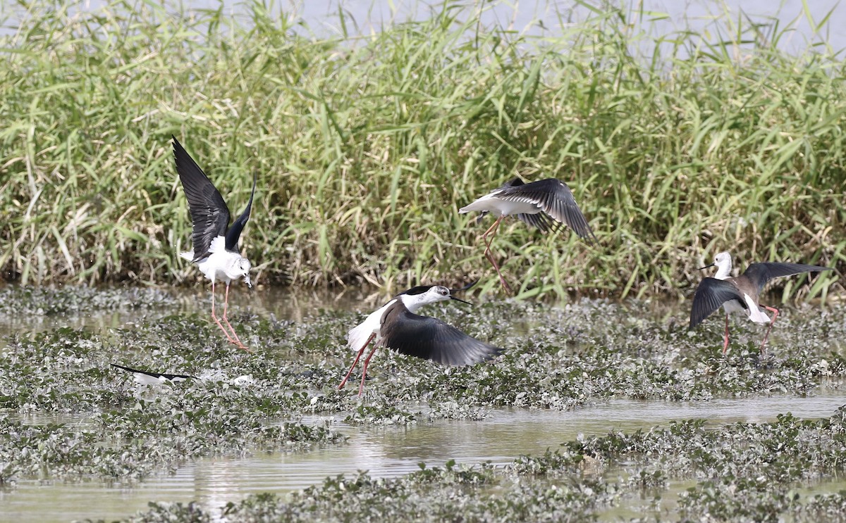 セイタカシギ - ML646110713