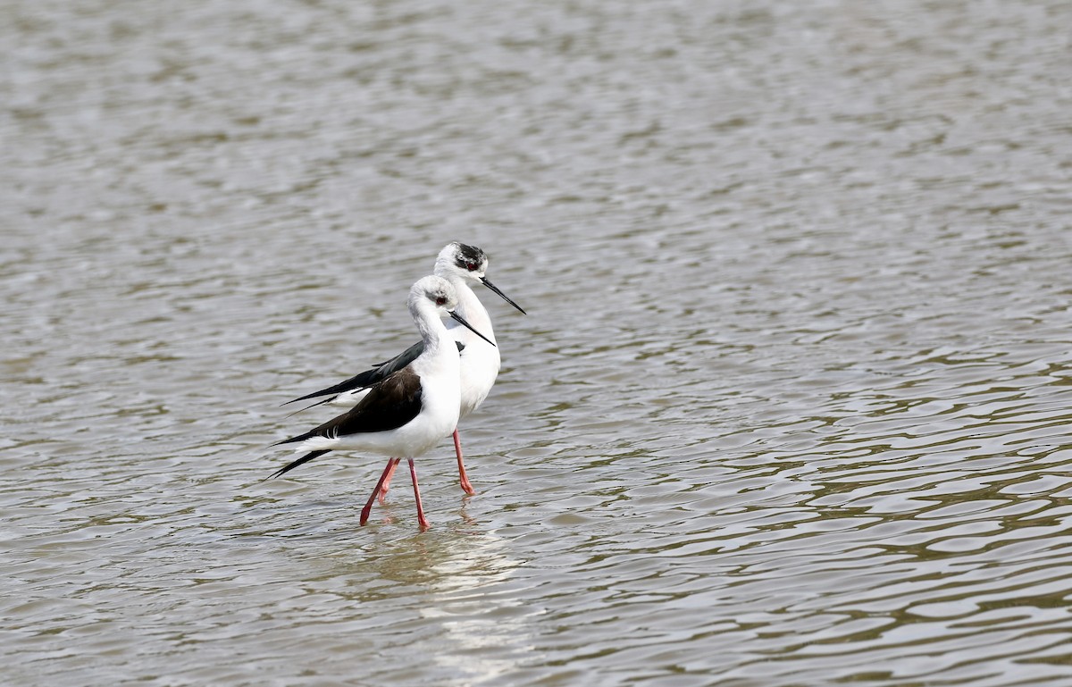 高蹺鴴 - ML646110714