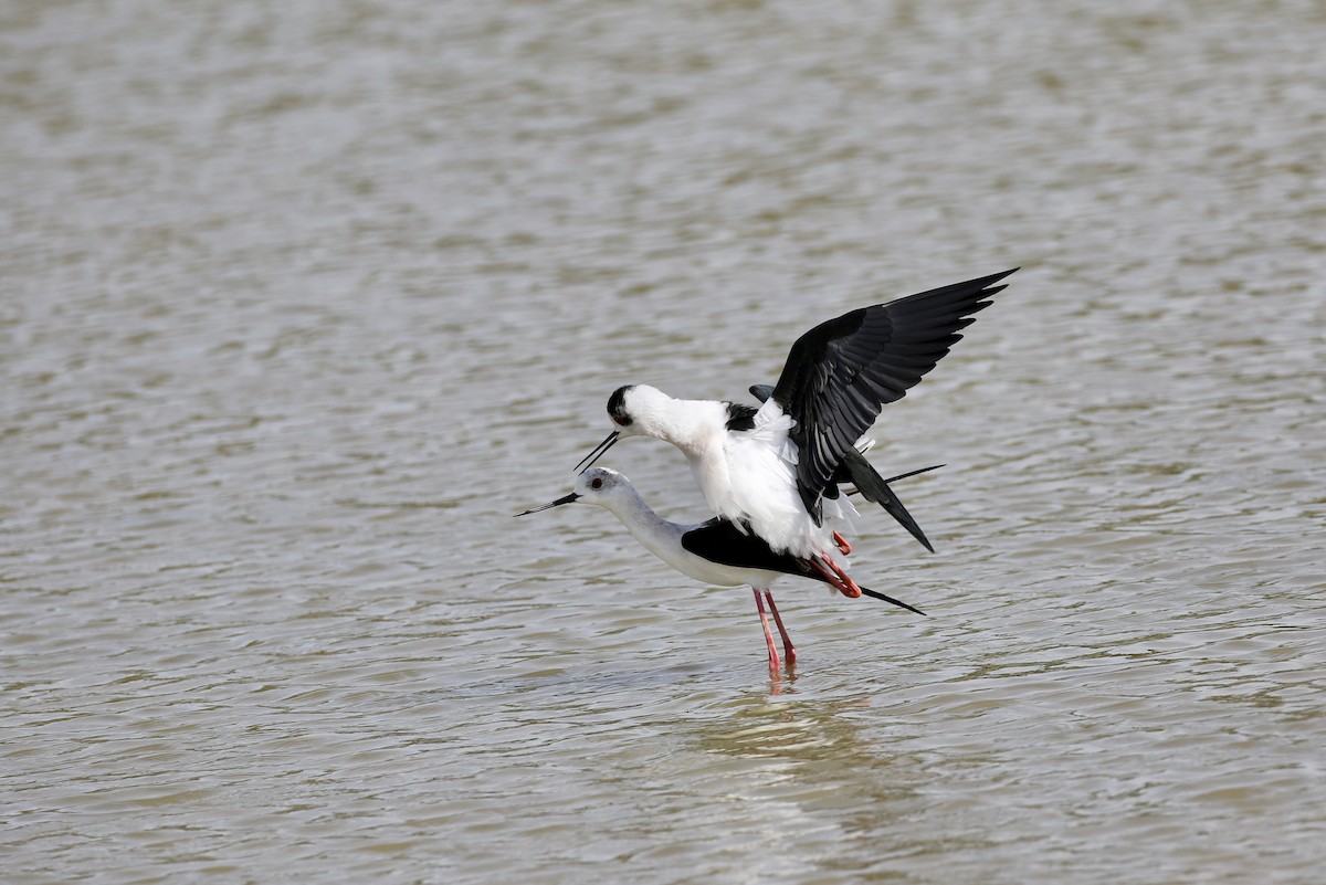 高蹺鴴 - ML646110715