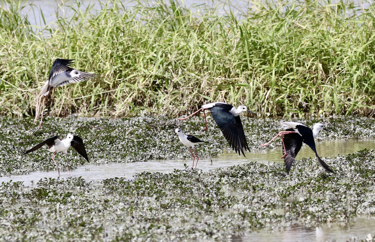 高蹺鴴 - ML646110716