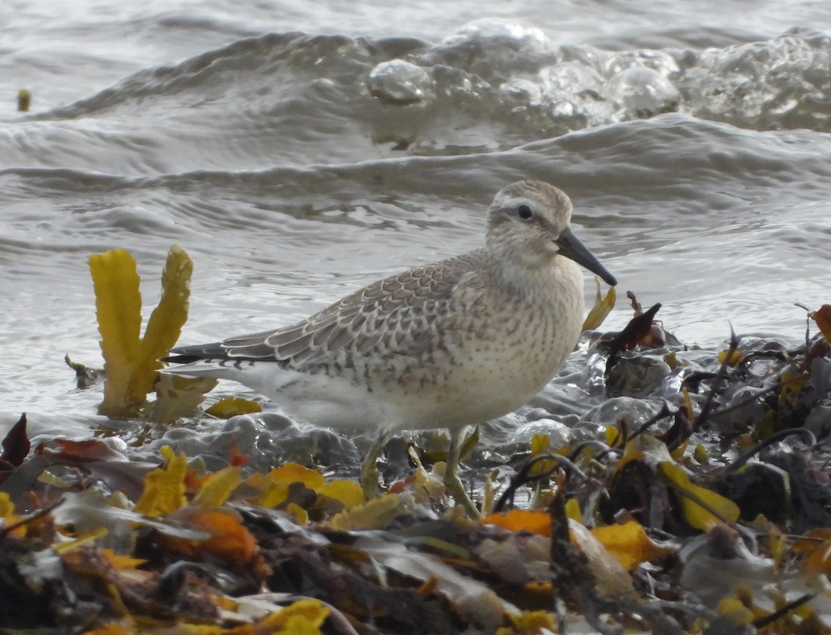 Red Knot - ML646110717