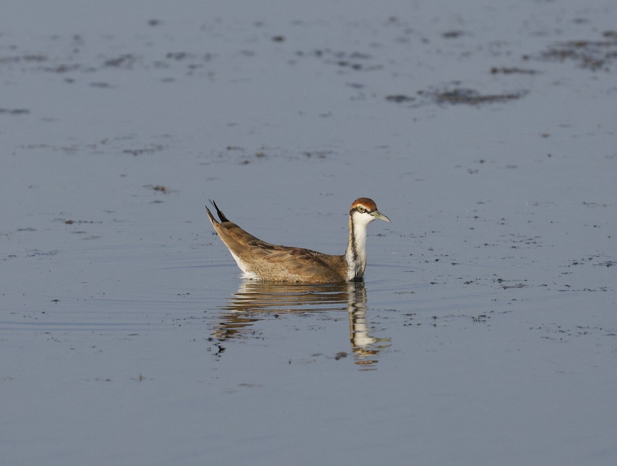 fasanbladhøne - ML646110718