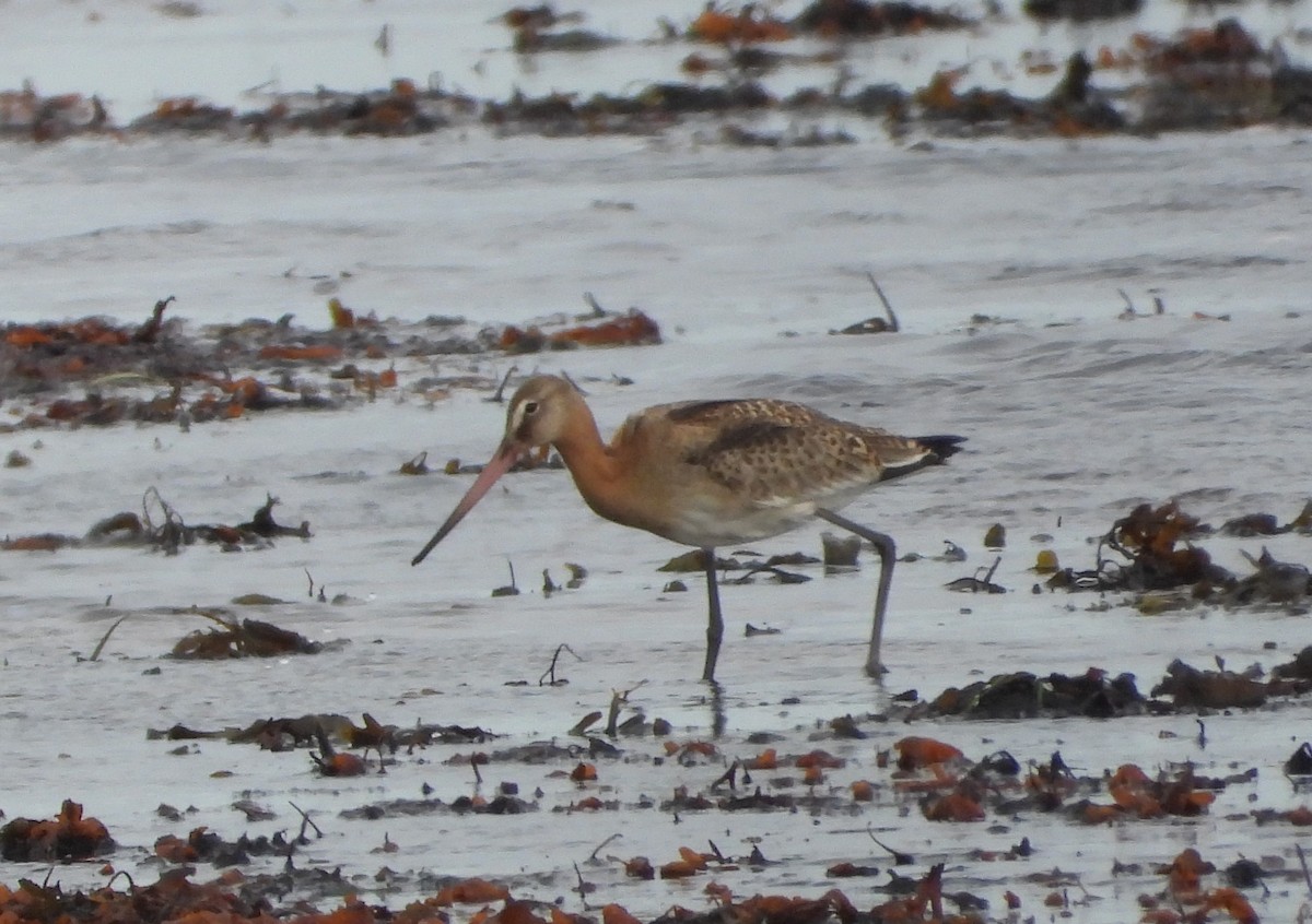 オグロシギ - ML646110719