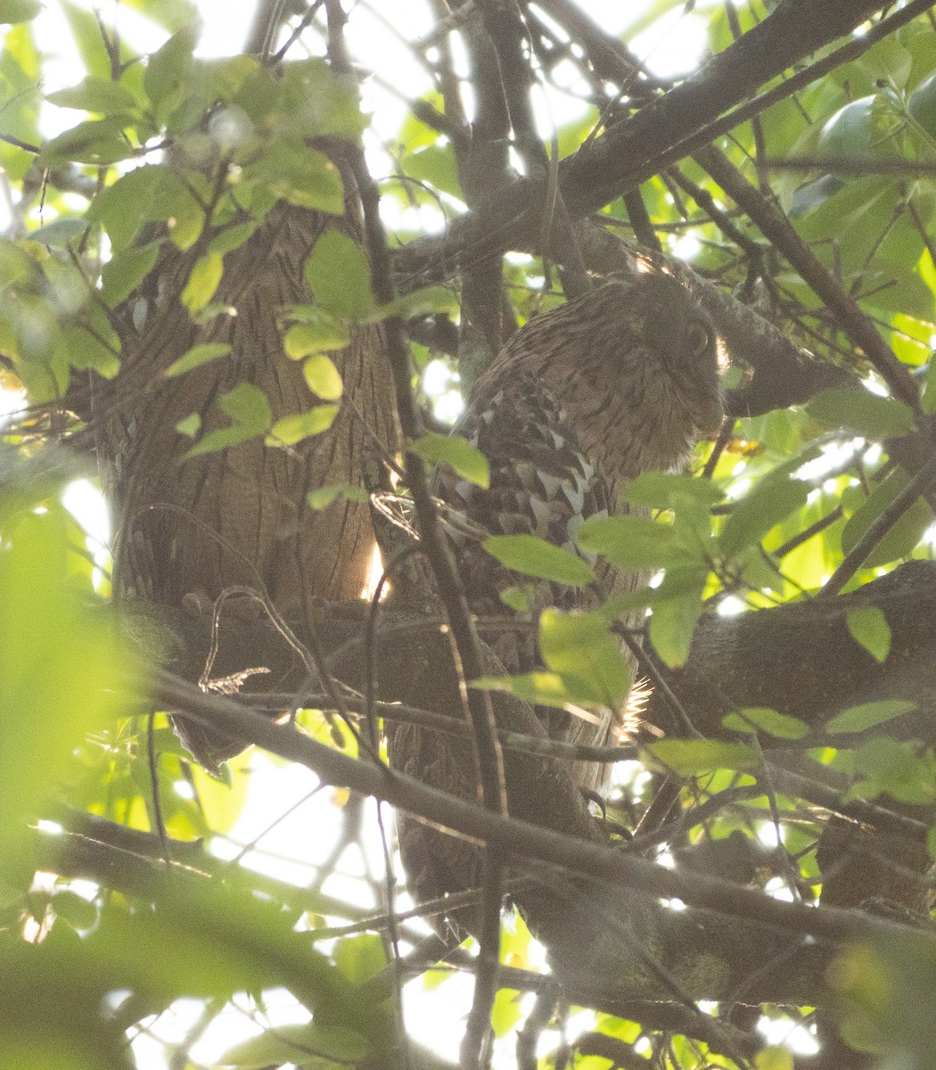 Búho Pescador de Sri Lanka - ML646110721