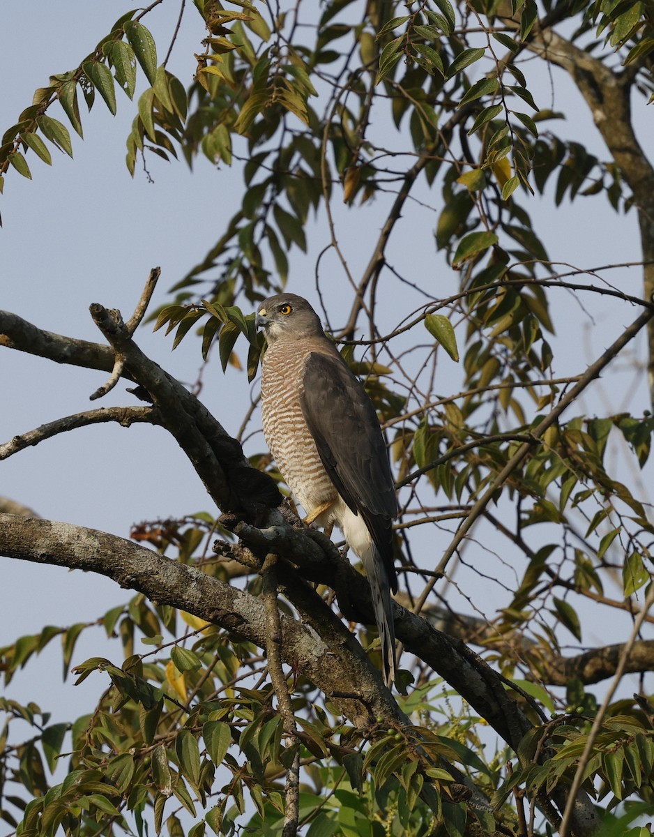 Shikra - ML646110722