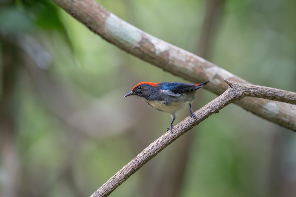 Scarlet-backed Flowerpecker - ML646110723