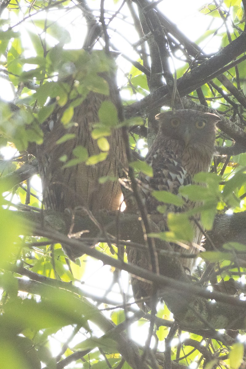Búho Pescador de Sri Lanka - ML646110724