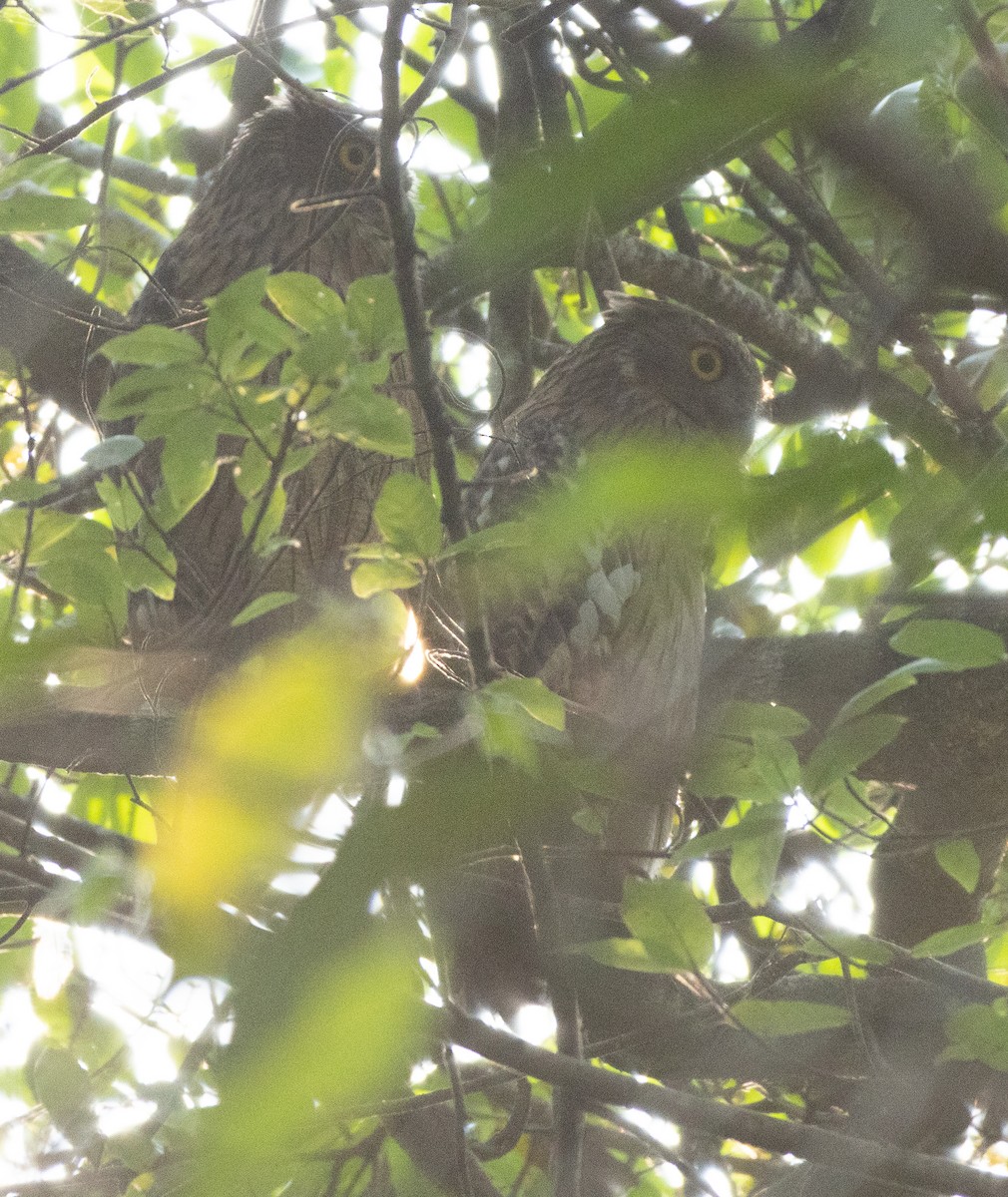 Búho Pescador de Sri Lanka - ML646110725