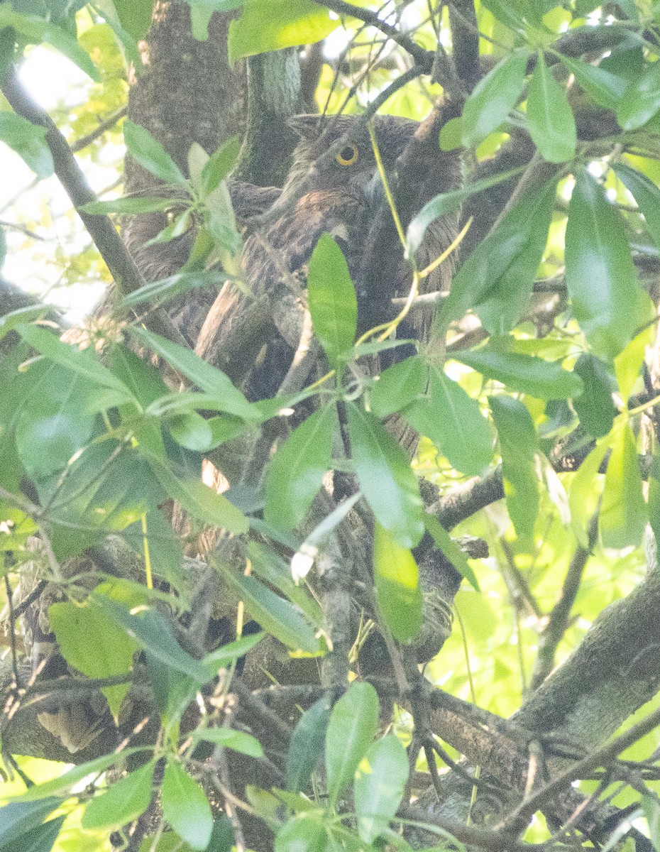 Búho Pescador de Sri Lanka - ML646110726