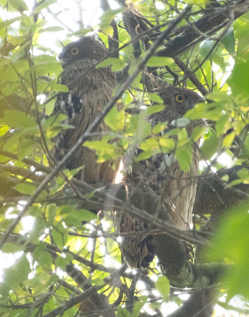 Búho Pescador de Sri Lanka - ML646110727