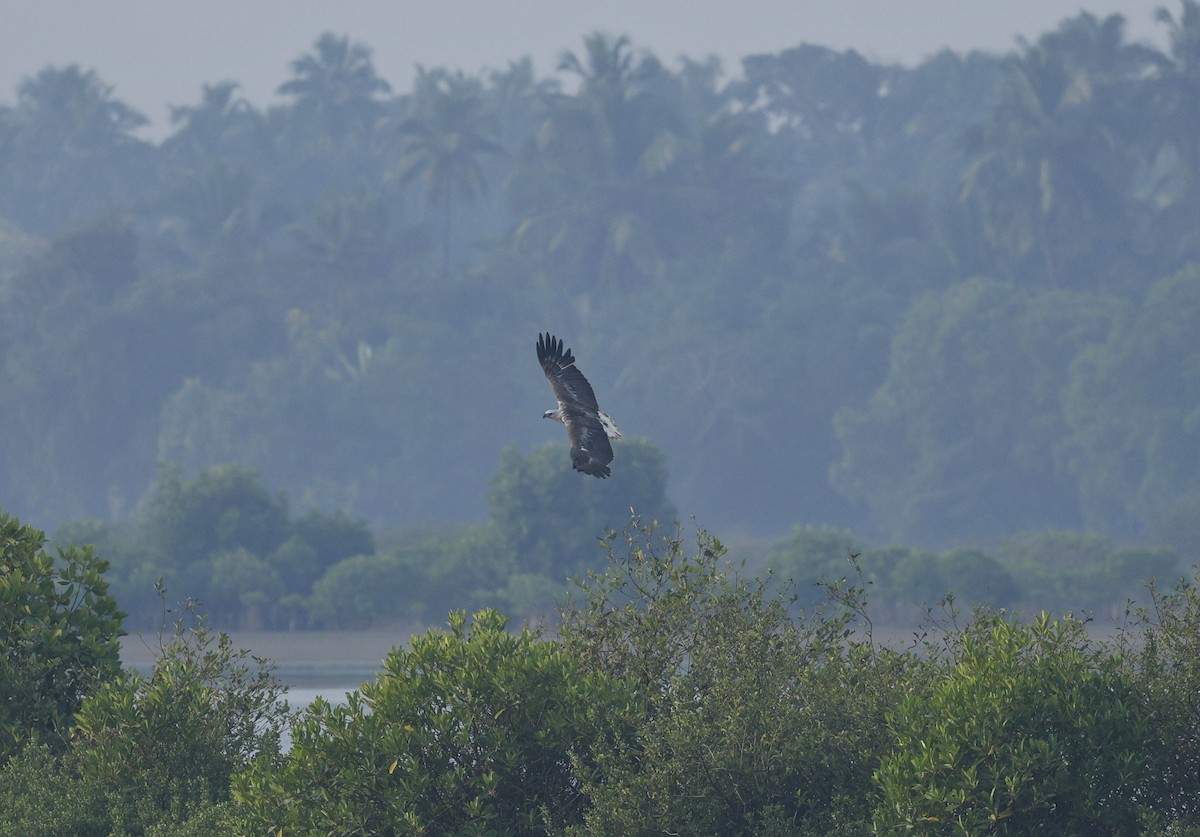 White-bellied Sea-Eagle - ML646110729