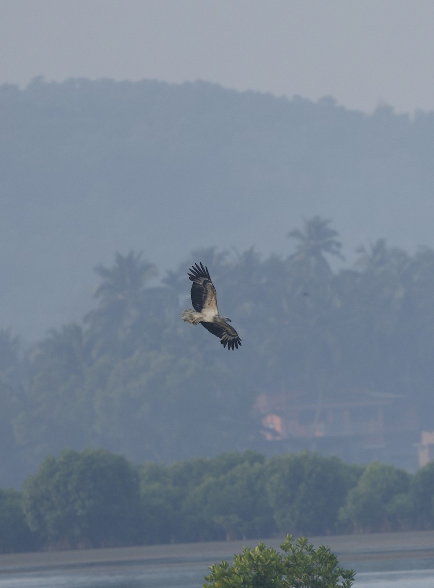 White-bellied Sea-Eagle - ML646110730