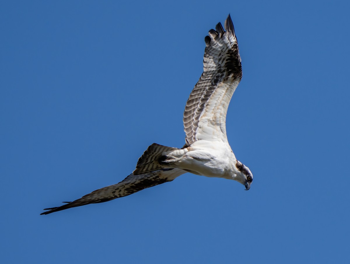 Osprey (American) - ML646110731