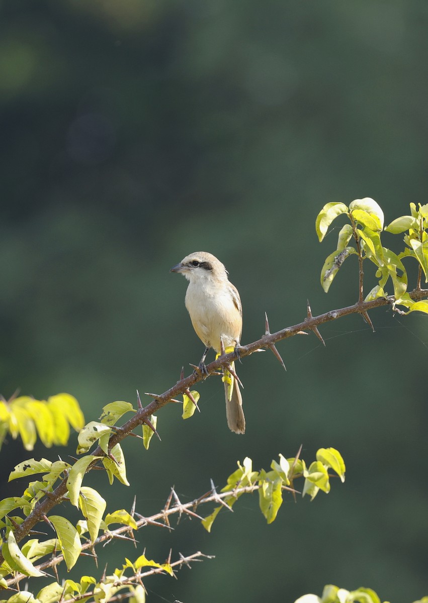 Long-tailed Shrike - ML646110735