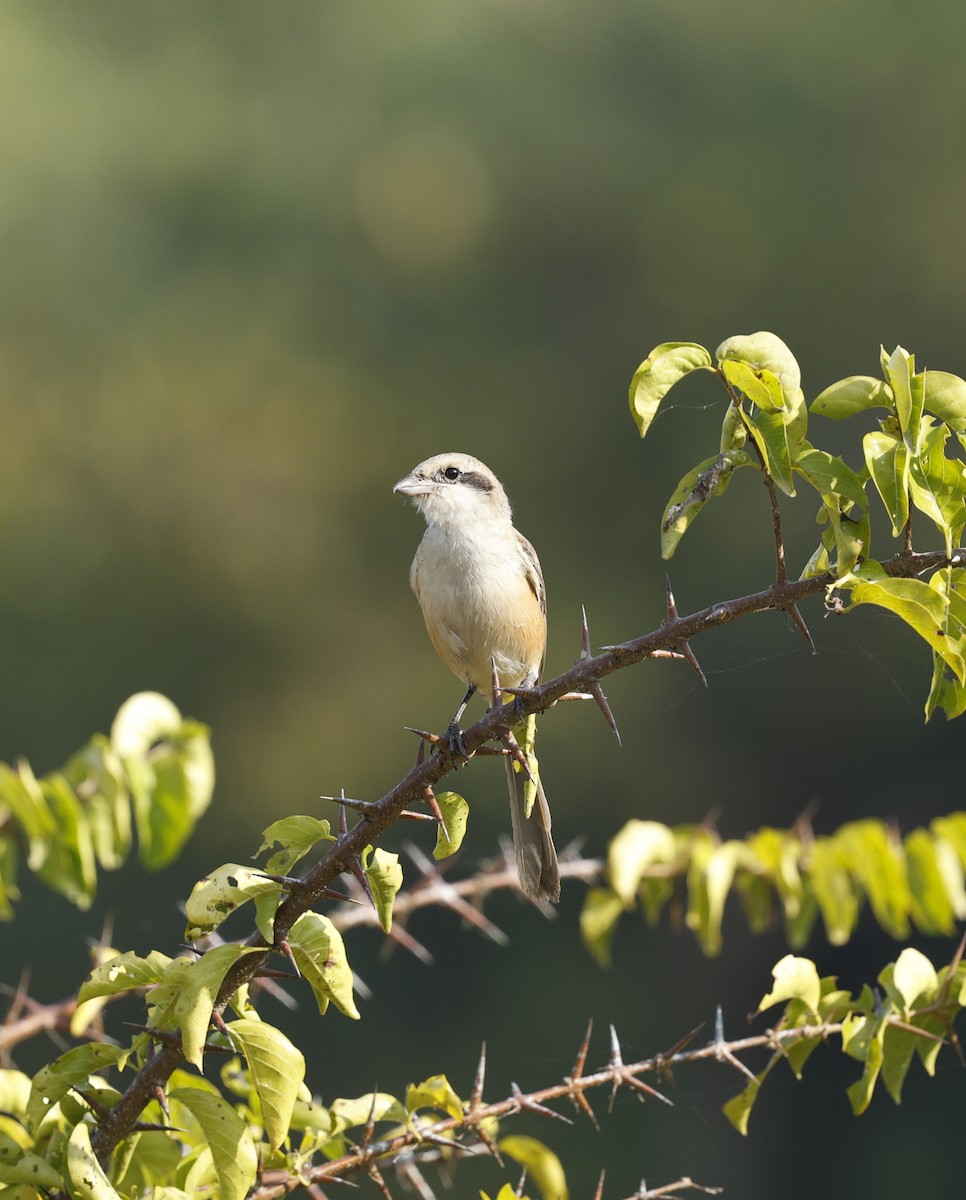Long-tailed Shrike - ML646110736