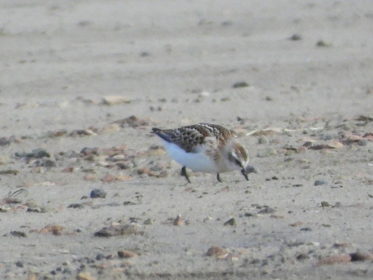 Little Stint - ML646110740