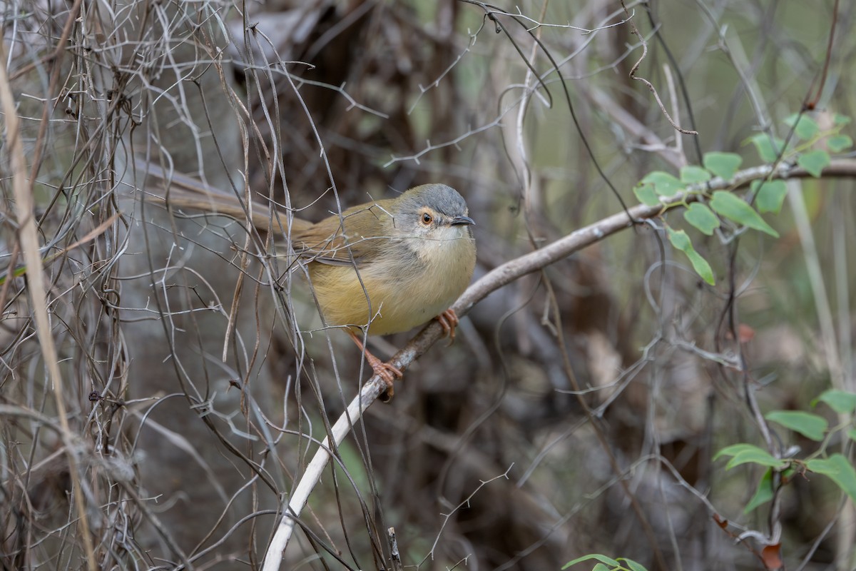 Yellow-bellied Prinia - ML646110745