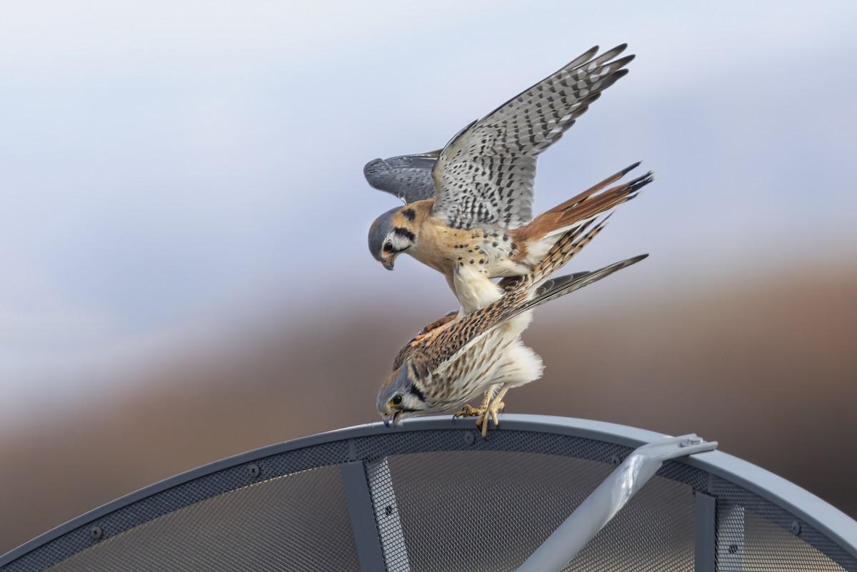 spurvefalk - ML646110746